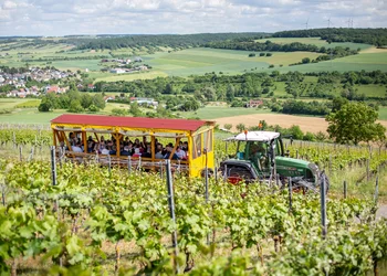 Weinberg - „Hoch auf dem gelben Wagen“