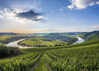 Weinfest an der Mosel – Kultur, Wein & Genuss