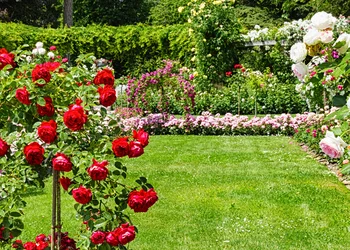 Insel Mainau – Rosenblüte