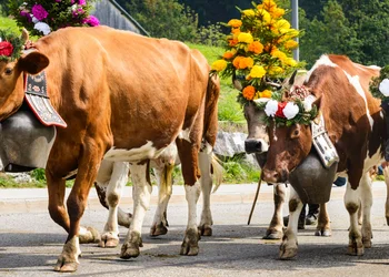 Almabtrieb in Oberstdorf