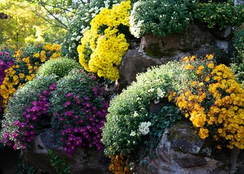 Chrysanthemenzauber in Lahr - Ein farbenfroher Tagesausflug